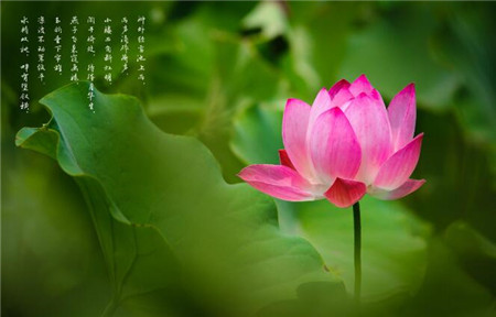 夏季如何養(yǎng)生保健防止病菌侵入